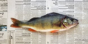 Ein Fisch liegt auf einer zeitung