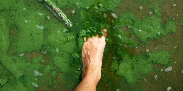 Nackter Fuß in grüner Substanz