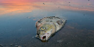 Toter Fisch an Flussufer vor Sonnenuntergang