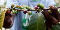 reife Kaffebohnen werden gepflückt