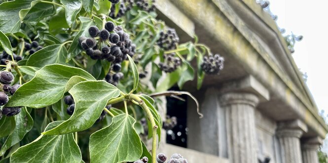 Pflanzen bewachsen ein Mausoleum