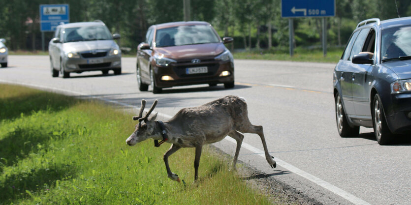 Ein Rentier überquert eine Straße