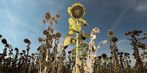 Ein Feld mit vertrockneten Sonnenblumen