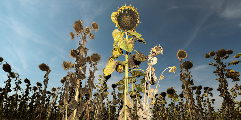 Ein Feld mit vertrockneten Sonnenblumen