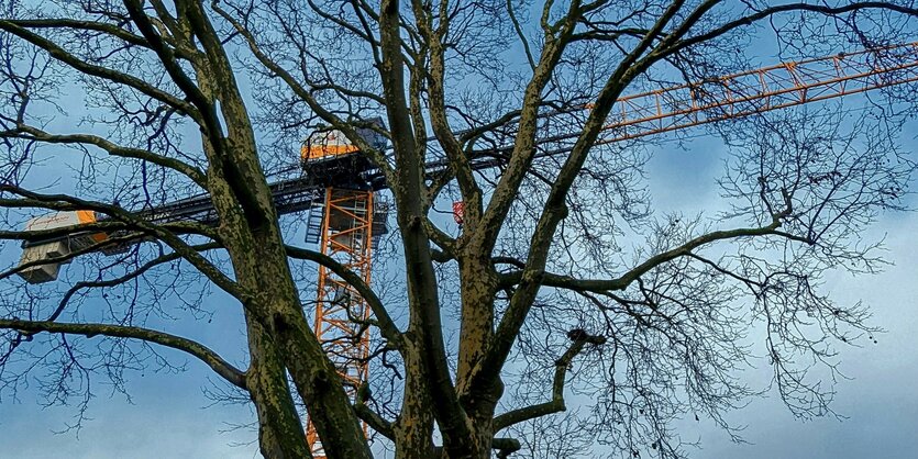 Platane am Weserdeich in Bremen mit Kran im Hintegrund