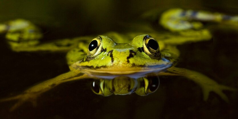 Der Kleine Wasserfrosch