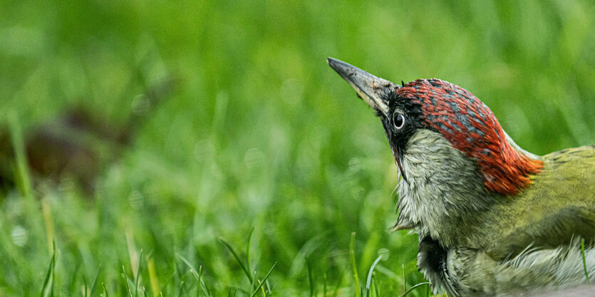 Ein Grünspecht schaut auf einer Wiese in einem Frankfurter Garten nach möglichen Bedrohungen von oben