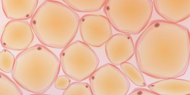 Fettzellen unter Mikroskop