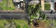 Luftaufnahme eines umgeknickten Baumes