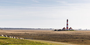 Schafe grasen bei sonnigem Wetter auf dem Deich am Westerhever Leuchtturm