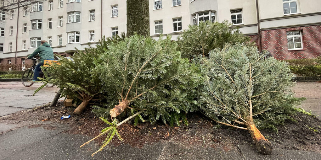 Weihnachtsbäume liegen an einem Baum zwischen Radweg und Fahrbahn zur Abholung bereit