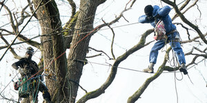 Zwei AktivistInnen klettern in Bäumen