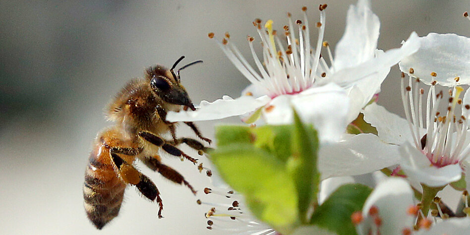 Streit über Bienenkiller: Um­welt­schüt­ze­r:in­nen loben EuGH