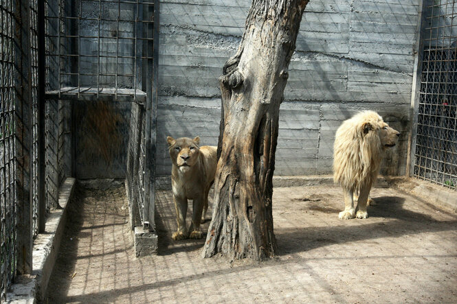 Löwen im Zoo