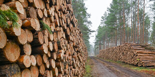 Auf einem Stapel liegen viele gefällte Kiefernstämme in einem Nadelwald nur aus Kiefern.