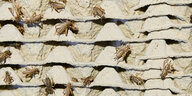 usgewachsene Hausgrillen (auch Heimchen genannt) krabbeln in der Fabrik Cricket Lab des Tschechen Husek auf ihren Boxen