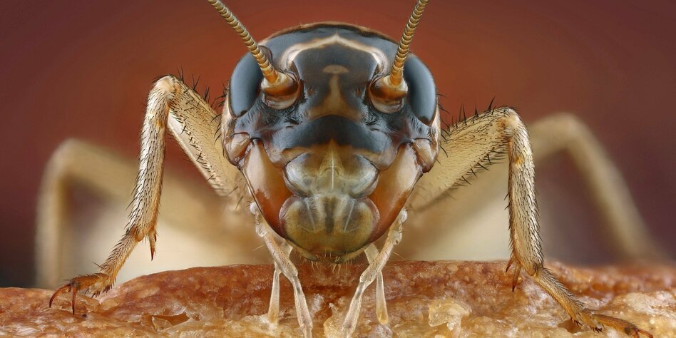 Peta-Aktivistin über Speiseinsekten: „Insekten sind empfindungsfähig“