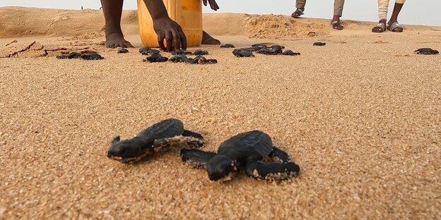 2 kleine Schildkröten krabbeln im gelben Sand