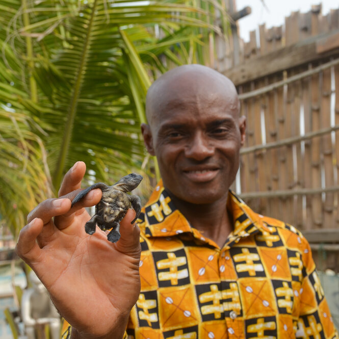 Ein Mann hält eine winzige Schildkröte zwischen Daumen und Mittelfinger