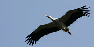 Ein Storch fliegt vor blauem Himmel.