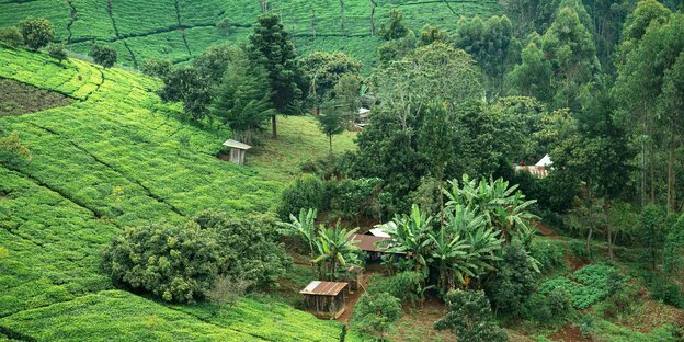 Tee Plantage in Kenia