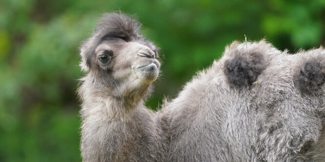 Kamelbaby Silke steht im Gehege im Tierpark Hagenbeck.