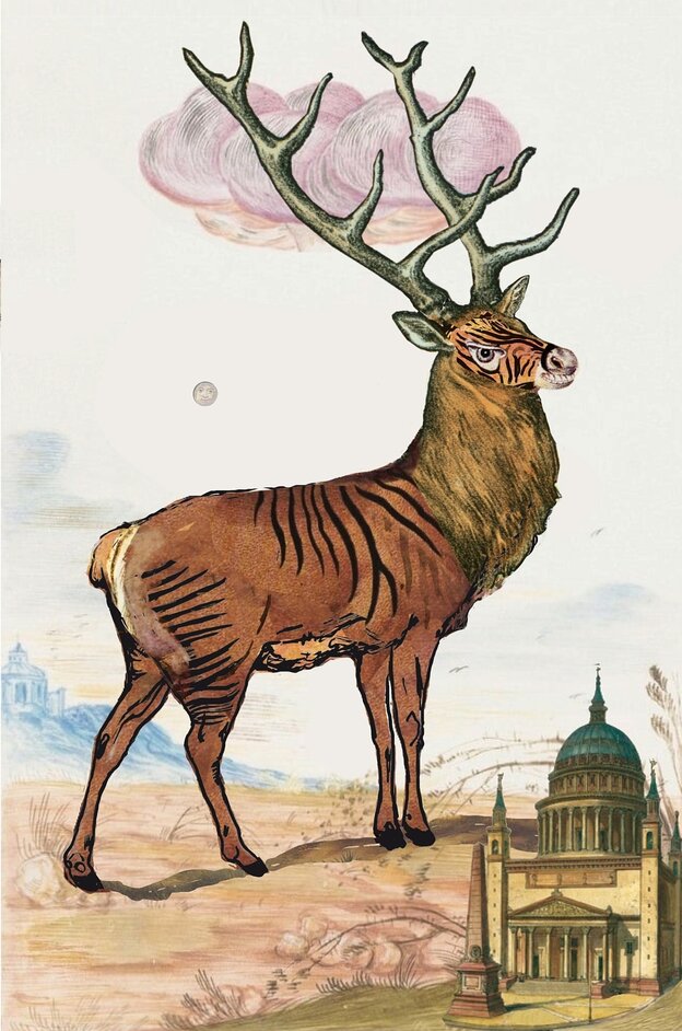 Illustration des "Zebrahirschs" Illustration des "Zebrahirschs"