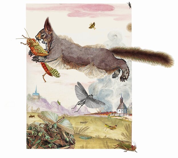 Illustration des "Heuschreckenhörnchens" Illustration des "Heuschreckenhörnchens"