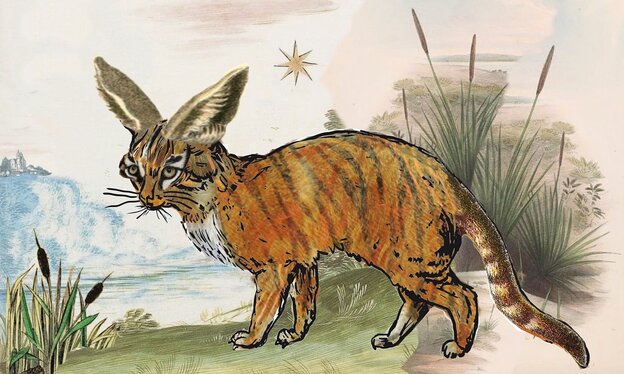 Illustration der "Dumbokatze" Illustration der "Dumbokatze"