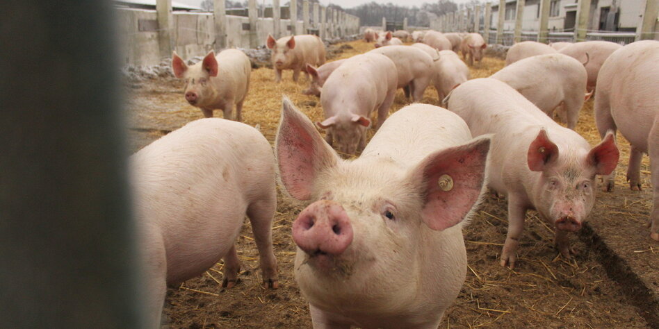 Von Schweinen und Menschen: Du bist, was frisst, was du isst