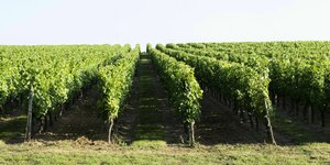 Weinberg mit ordentlichen Weinreben
