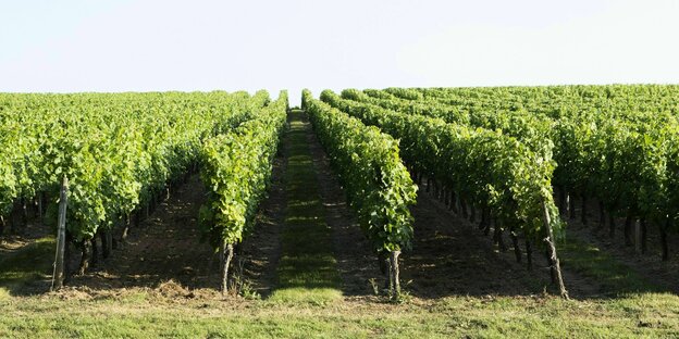 Weinberg mit ordentlichen Weinreben