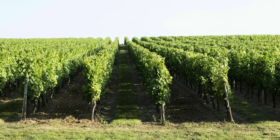 Überproduktion von Wein in Bordeaux: Winzer wollen weniger Wein
