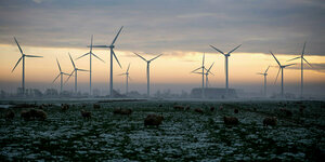Schafe grasen auf einer verschneiten Weide im Abendlicht, am Horizont Windkraftanlagen