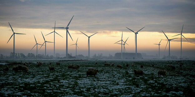 Schafe grasen auf einer verschneiten Weide im Abendlicht, am Horizont Windkraftanlagen