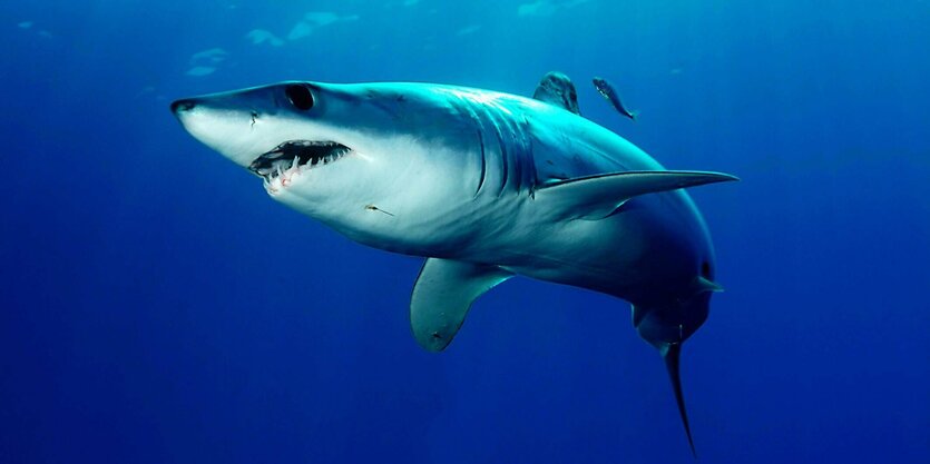 Ein einzelner Mako-Hai schwimmt durch den blauen Ocean