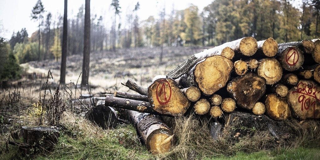 Holzstapel vor einem lichten Wald