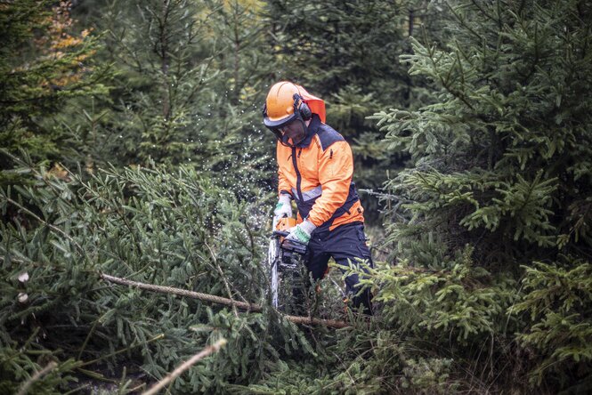 Ein Forstarbeiter in orangefarbener Arbeitskleidung und mit Kettensäge in den Händen vor Fichten