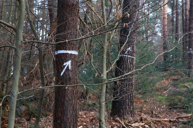 Bäume in einem Wald haben weiße Markierungen