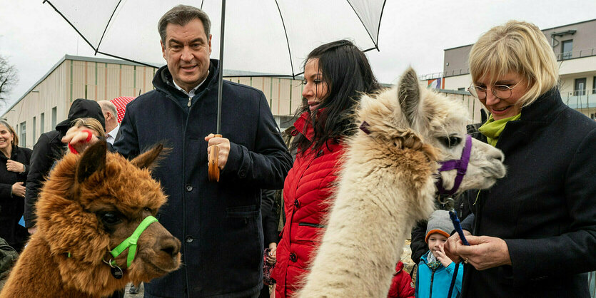 Markus Söder mit Alpakas