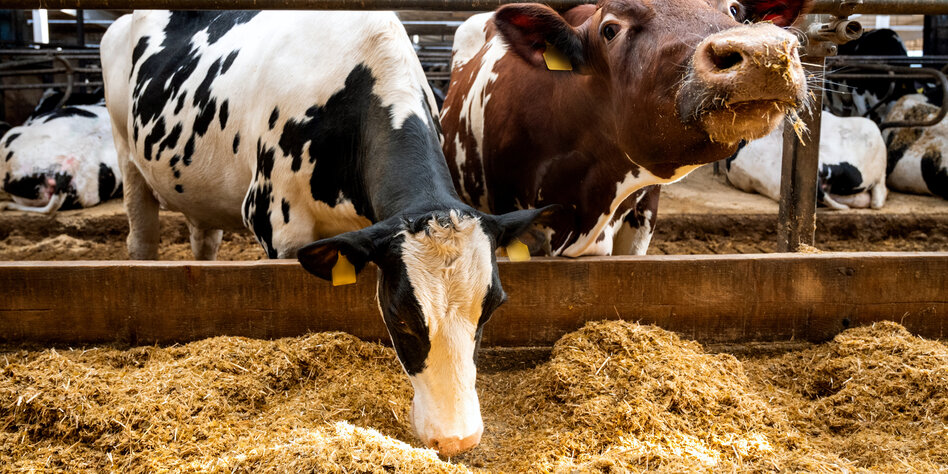CO2-Bilanz von Milchbetrieben: Die Netto-Null-Kuh