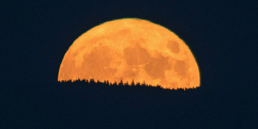 Gelber Vollmond sinkt auf der Erde und wird von den Schatten der Baumwipfel halbiert