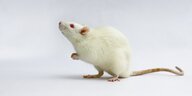 Eine weiße Maus, die auf den Hinterpfoten sitzt