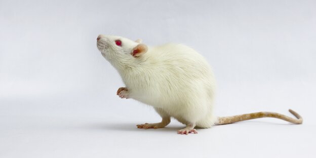 Eine weiße Maus, die auf den Hinterpfoten sitzt