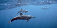 Delfine unterwasser