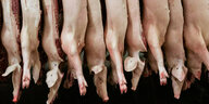 Halbierte Schweine hängen in einem Schlachthof