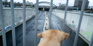 Ein Hund blickt auf die Baustelle der Aufahrt der Autobahn100