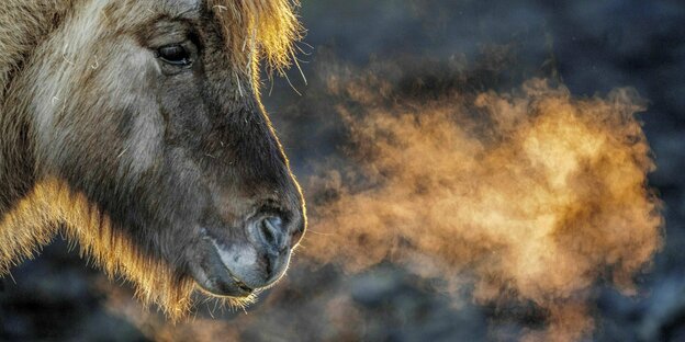 Ein Islandpferd atmet in der Kälte