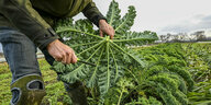 Ein Landwirt erntet auf einem Feld eines biogemüsebetriebes Grünkohl
