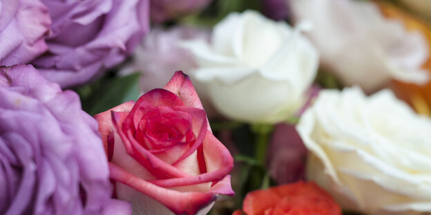In einem Blumenladen stehen vor dem Valentinstag verschiedene Rosen.